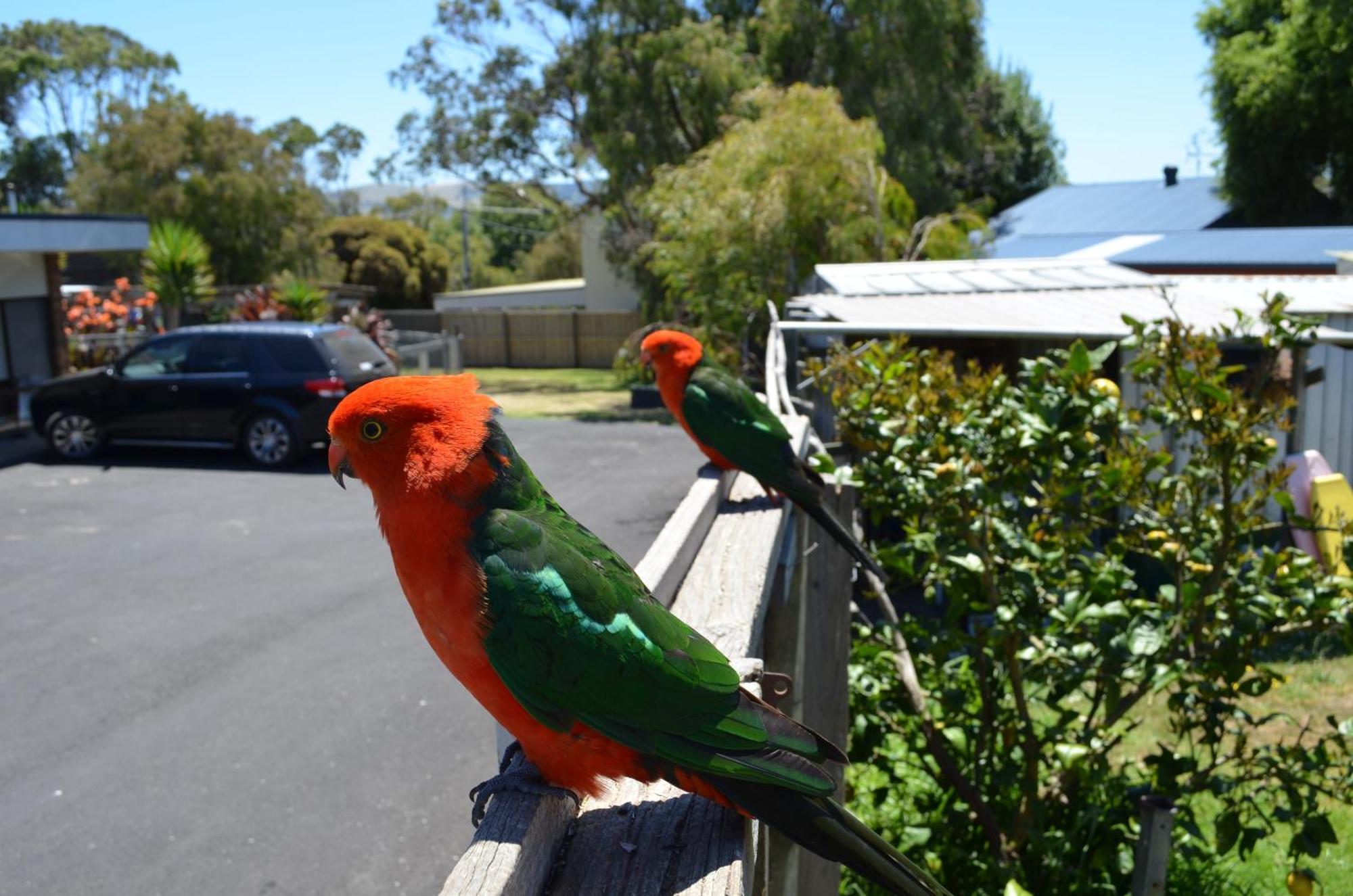 Motel Marengo Apollo Bay Luaran gambar