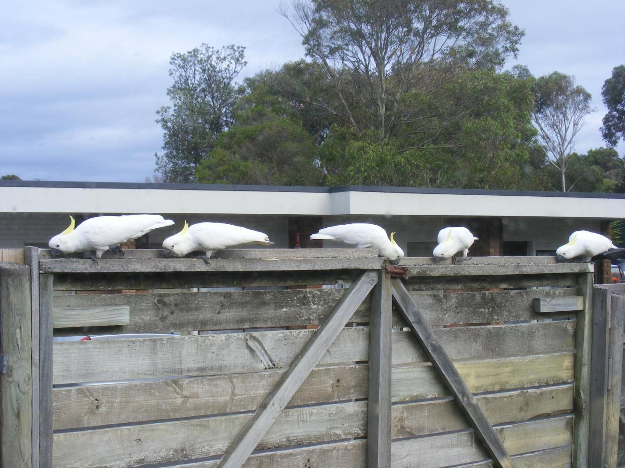 Motel Marengo Apollo Bay Luaran gambar