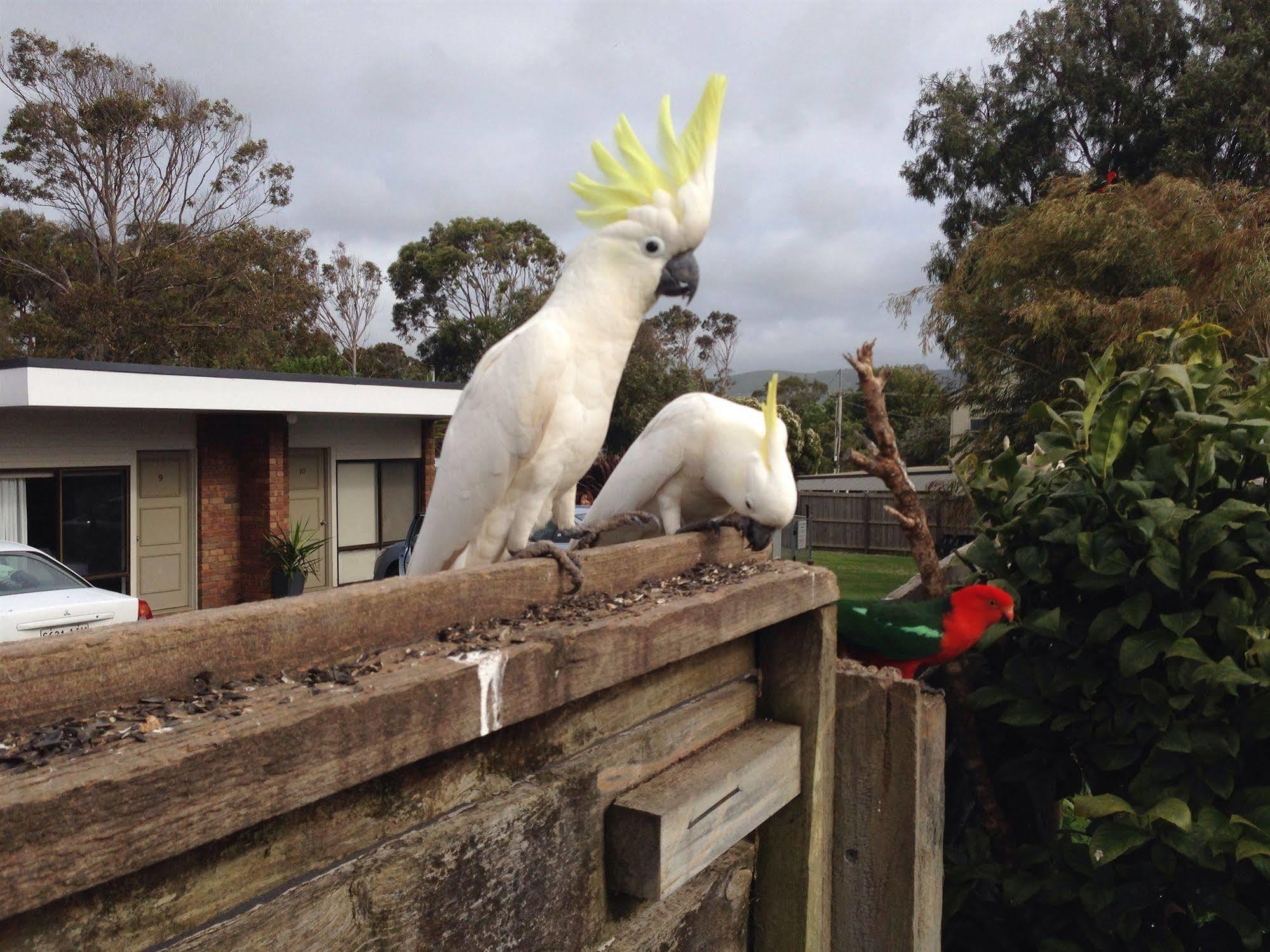 Motel Marengo Apollo Bay Luaran gambar