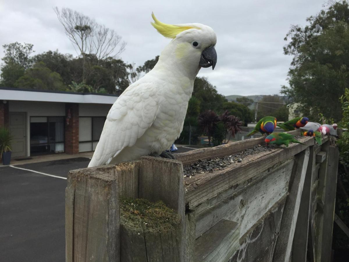 Motel Marengo Apollo Bay Luaran gambar