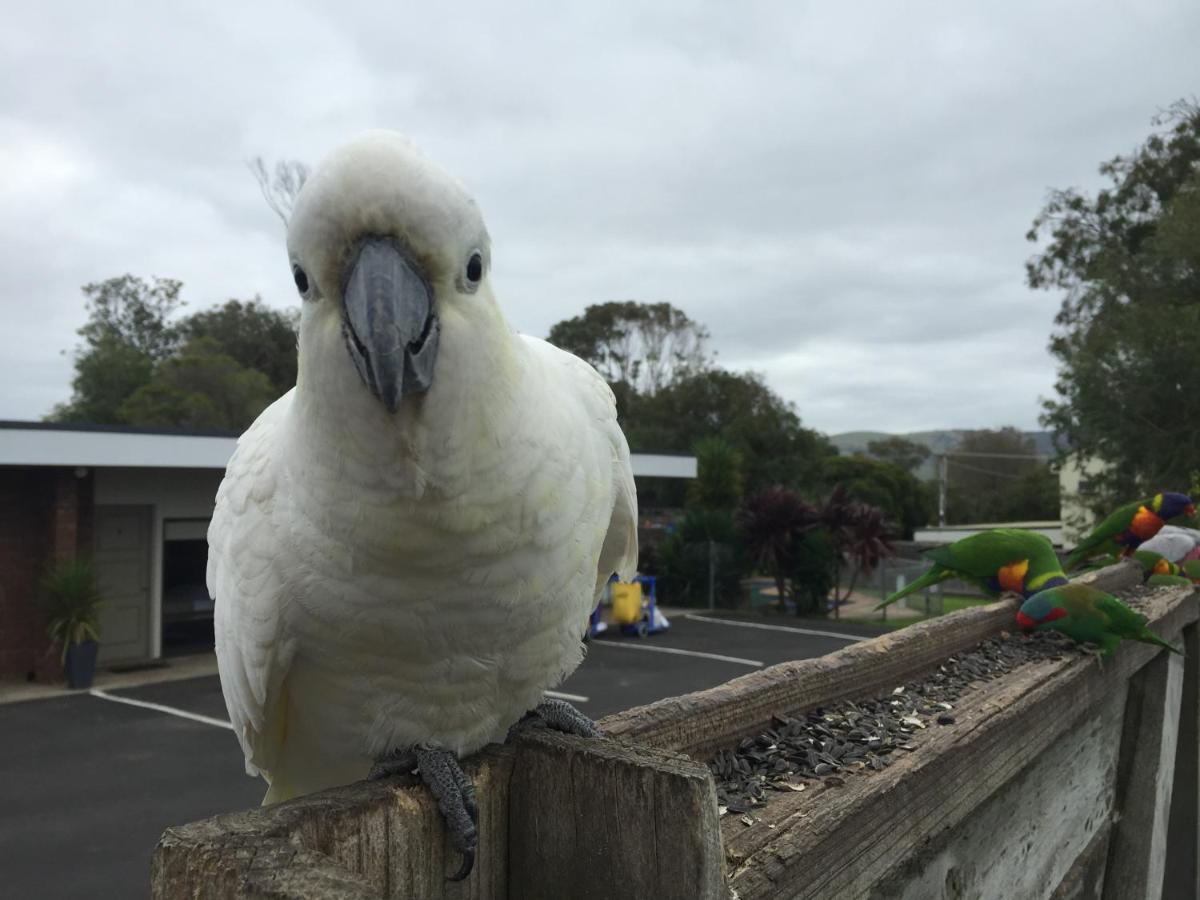 Motel Marengo Apollo Bay Luaran gambar