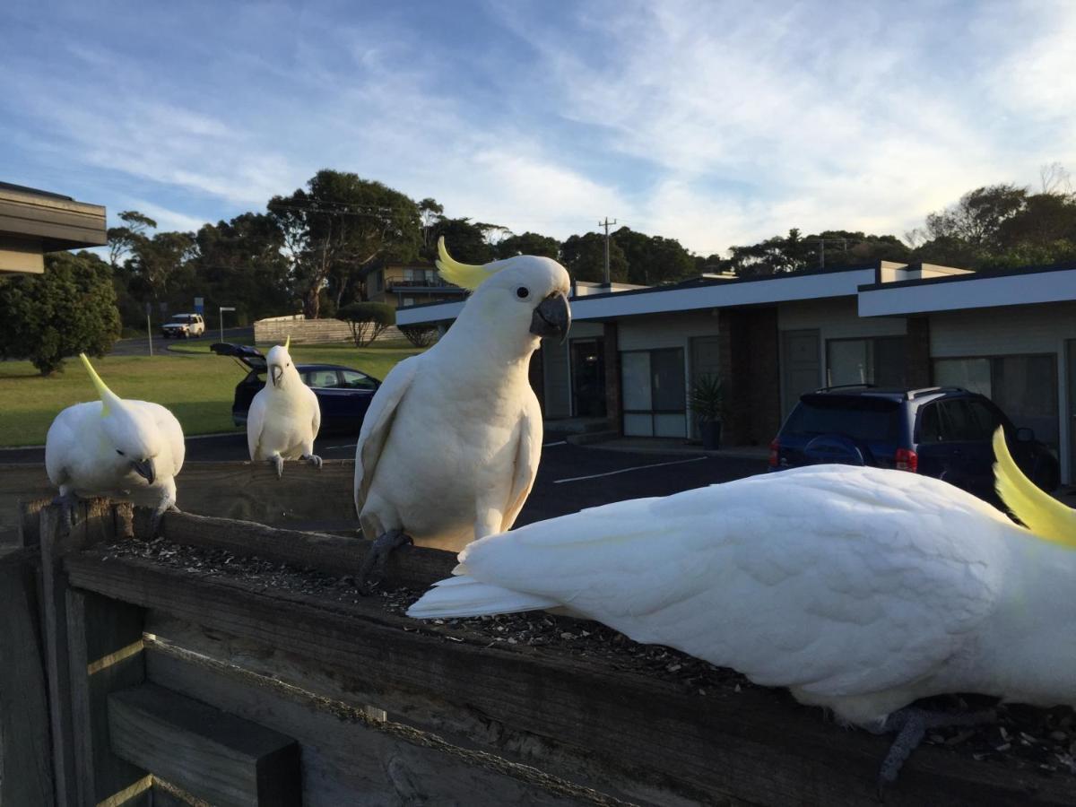 Motel Marengo Apollo Bay Luaran gambar