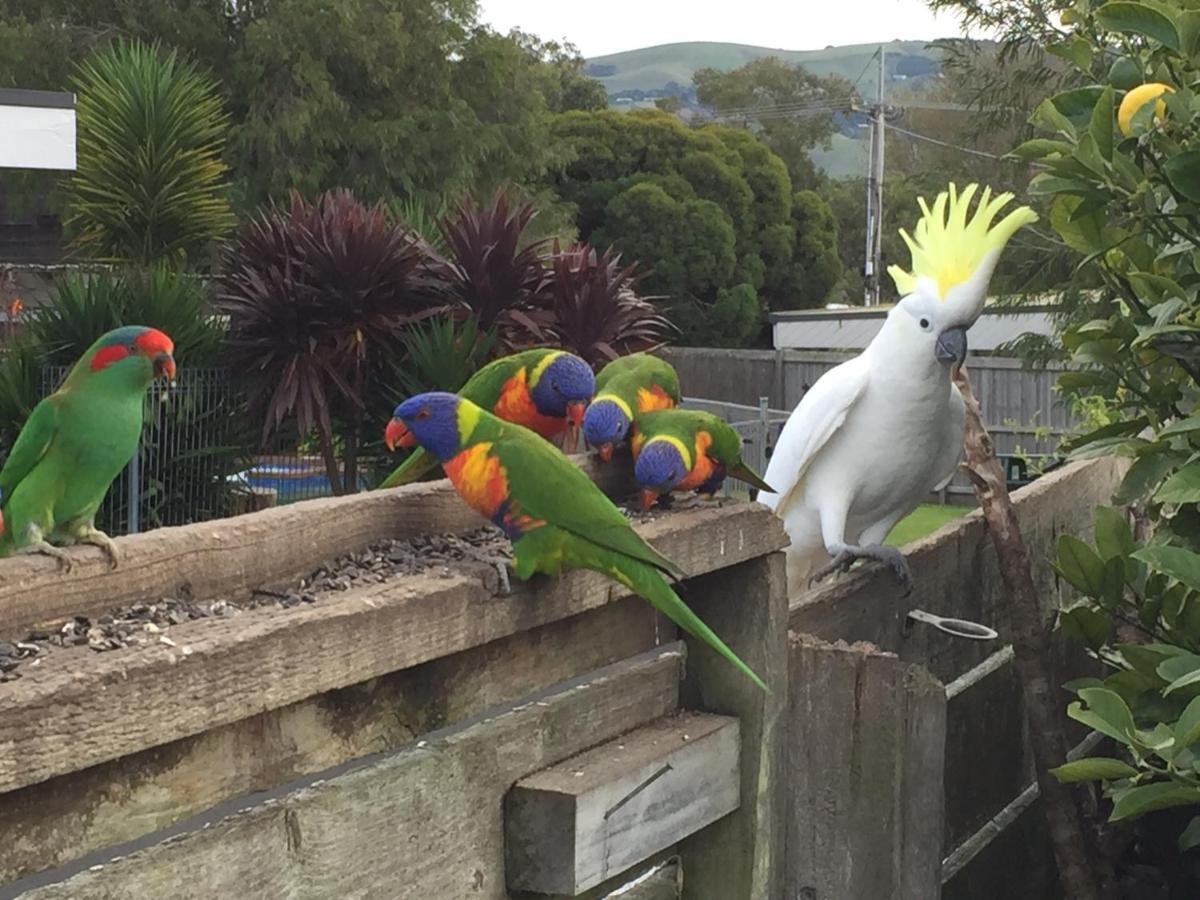 Motel Marengo Apollo Bay Luaran gambar